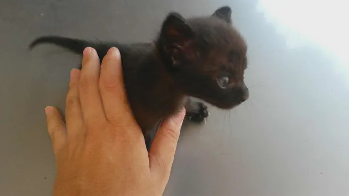 Gato ra a Gato de rua idade Abaixo de 2 meses nome Sem nome ainda