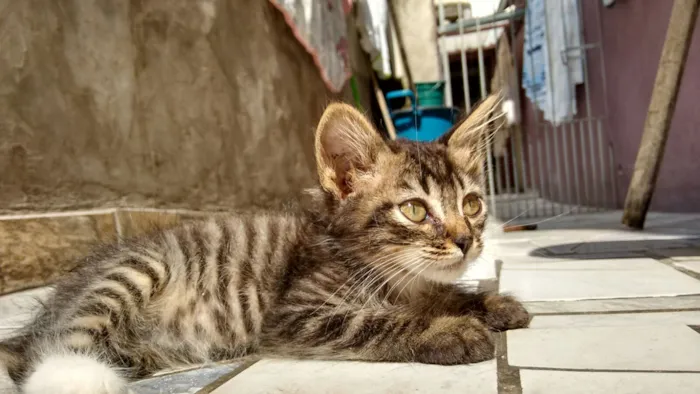 Gato raça SRD idade Abaixo de 2 meses nome Jack