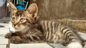 Gato raça SRD idade Abaixo de 2 meses nome Jack