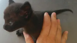 Gato raça Gato de rua idade Abaixo de 2 meses nome Sem nome ainda