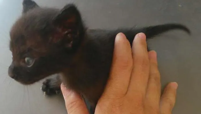 Gato ra a Gato de rua idade Abaixo de 2 meses nome Sem nome ainda