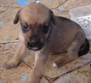 Cachorro raça Não sei idade Abaixo de 2 meses nome Sem Nome