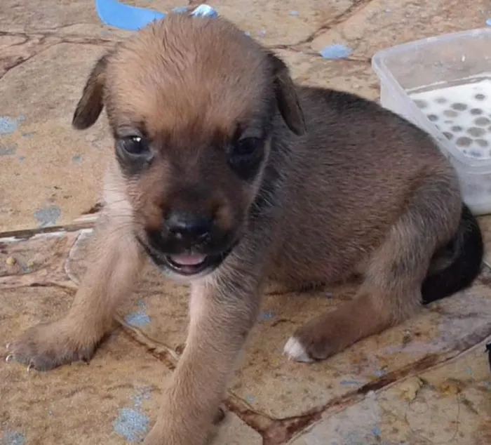 Cachorro ra a Não sei idade Abaixo de 2 meses nome Sem Nome