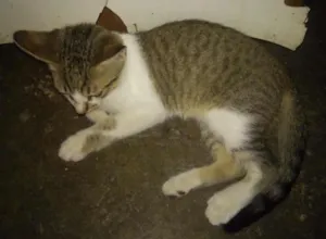 Gato raça Sem raça  idade 2 a 6 meses nome Faisca e fumaça