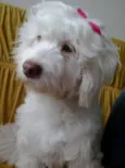 dalila