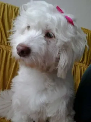 Cachorro raça Poodle idade 4 anos nome dalila