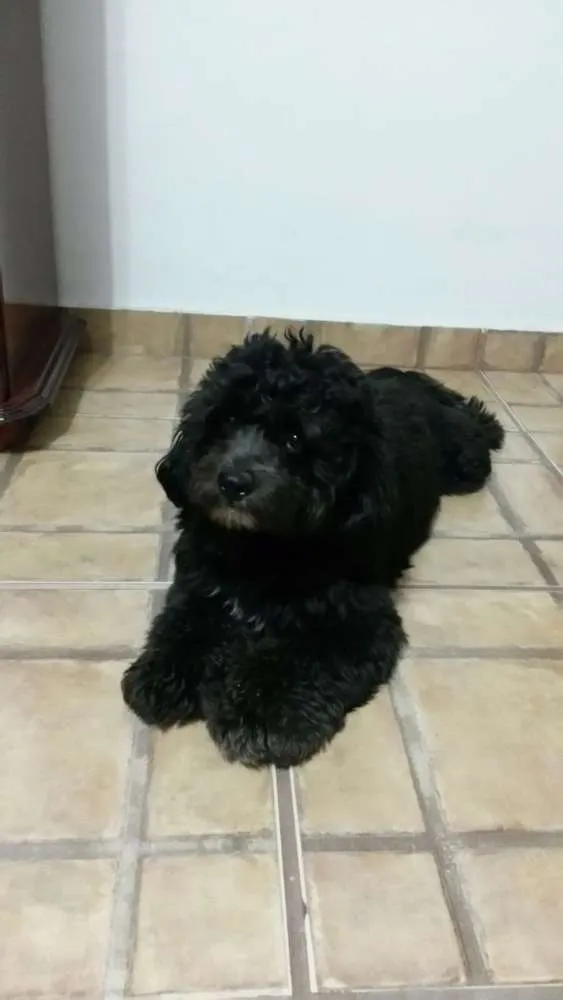 Cachorro ra a Mistura de chitsu  idade 1 ano nome Manoel 