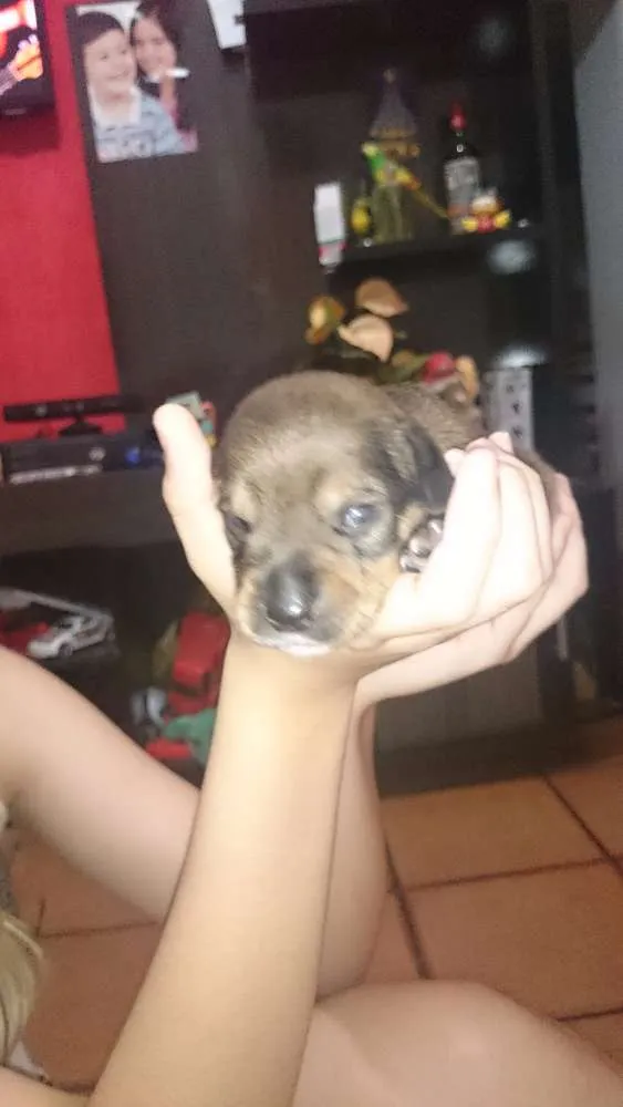 Cachorro ra a Poodle com salsicha idade Abaixo de 2 meses nome Sem nome