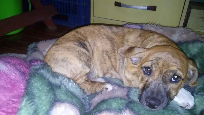 Cachorro ra a SRD idade 2 a 6 meses nome mel