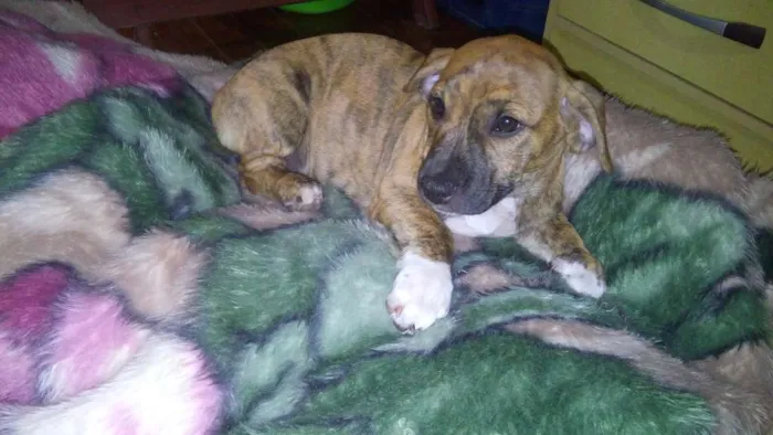 Cachorro ra a SRD idade 2 a 6 meses nome mel