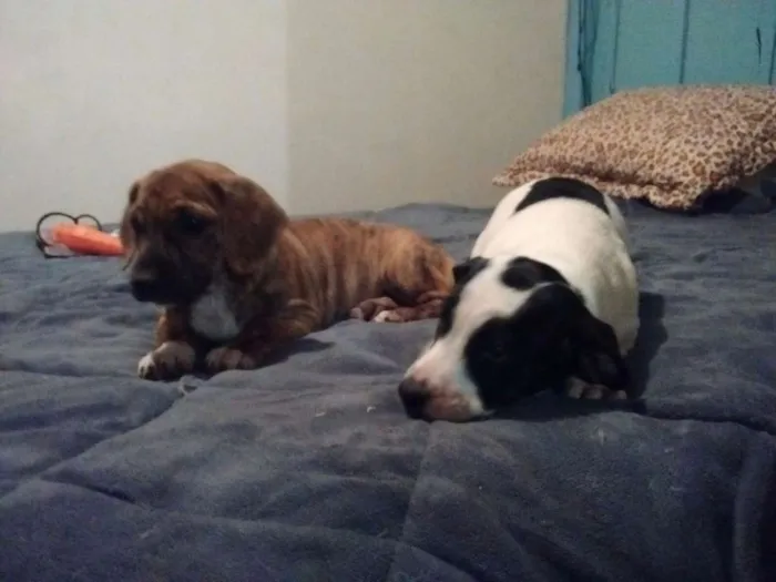 Cachorro ra a SRD idade 2 a 6 meses nome mel