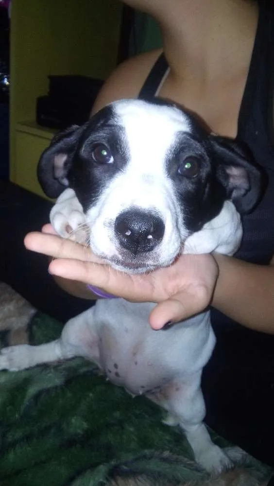 Cachorro ra a SRD idade 2 a 6 meses nome violeta
