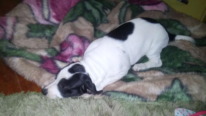 Cachorro ra a SRD idade 2 a 6 meses nome violeta