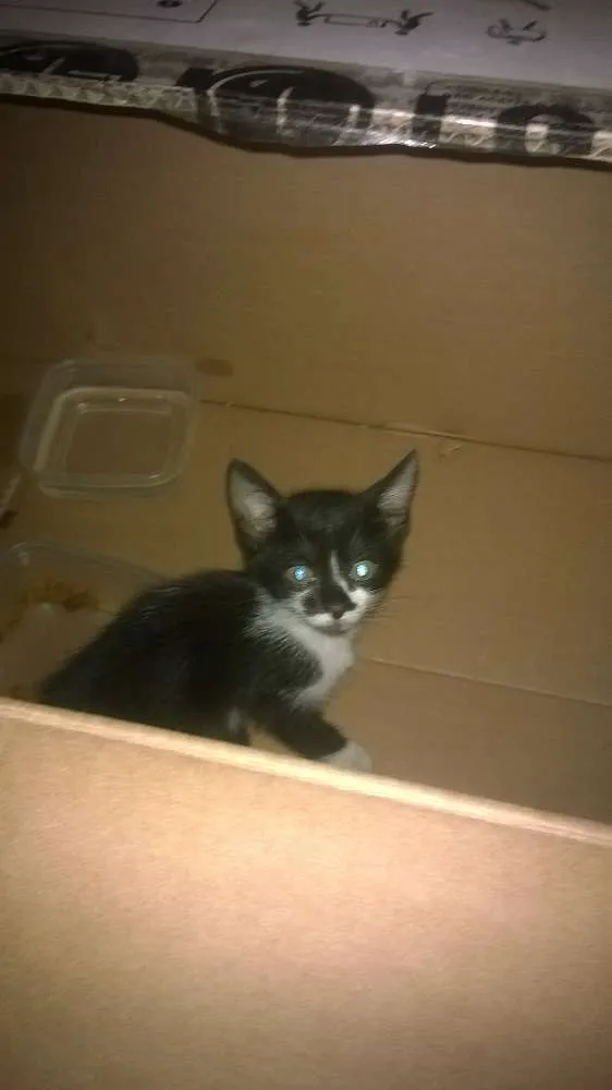 Gato raça Indefinida idade Abaixo de 2 meses nome Frajolinha