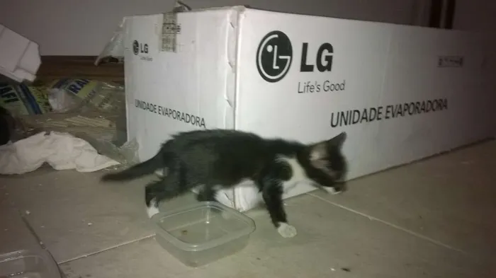 Gato raça Indefinida idade Abaixo de 2 meses nome Frajolinha