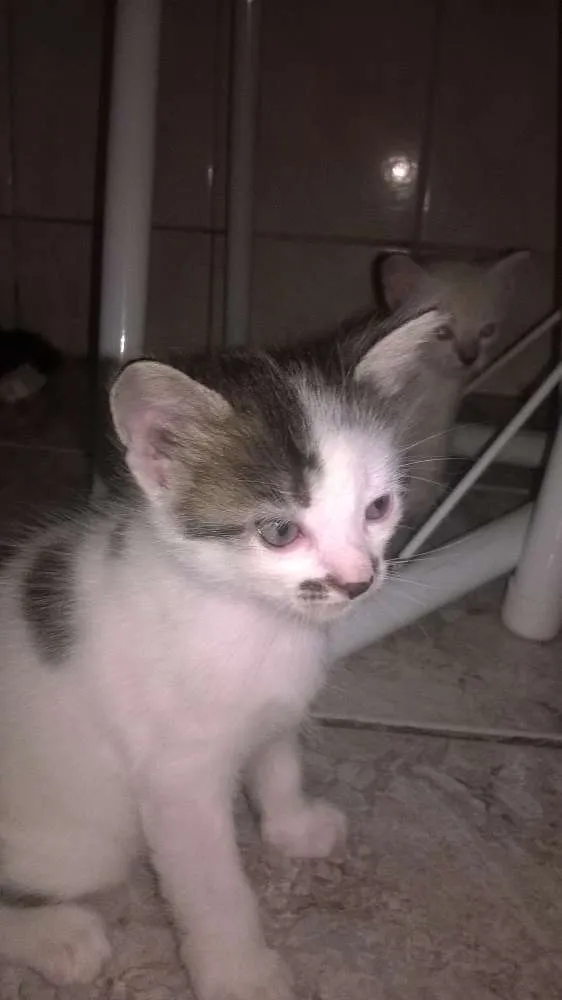 Gato raça mestiços idade Abaixo de 2 meses nome sem nomes ainda
