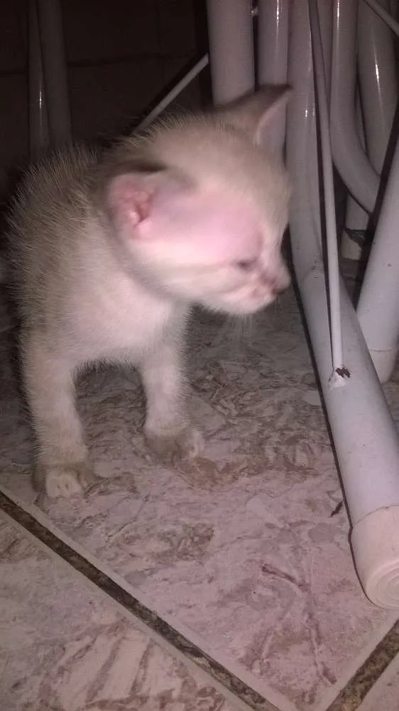Gato raça mestiços idade Abaixo de 2 meses nome sem nomes ainda