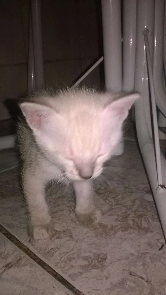 Gato raça mestiços idade Abaixo de 2 meses nome sem nomes ainda