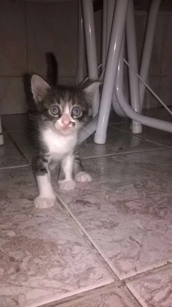 Gato raça mestiços idade Abaixo de 2 meses nome sem nomes ainda