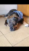 Baloo