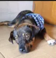 Baloo