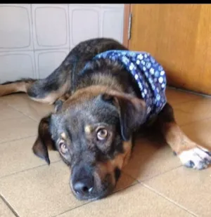 Cachorro raça Sdr idade 1 ano nome Baloo