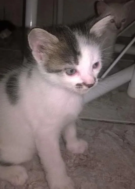 Gato raça mestiços idade Abaixo de 2 meses nome sem nomes ainda