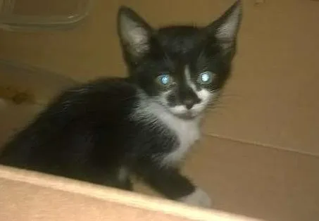 Gato raça Indefinida idade Abaixo de 2 meses nome Frajolinha