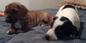 Cachorro raça SRD idade 2 a 6 meses nome violeta