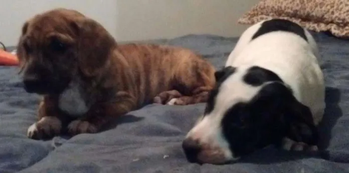 Cachorro ra a SRD idade 2 a 6 meses nome violeta