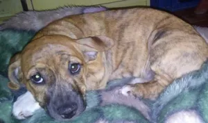 Cachorro raça SRD idade 2 a 6 meses nome mel