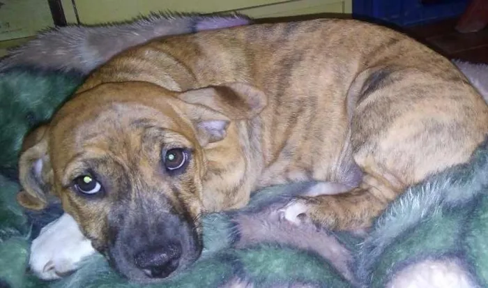Cachorro ra a SRD idade 2 a 6 meses nome mel