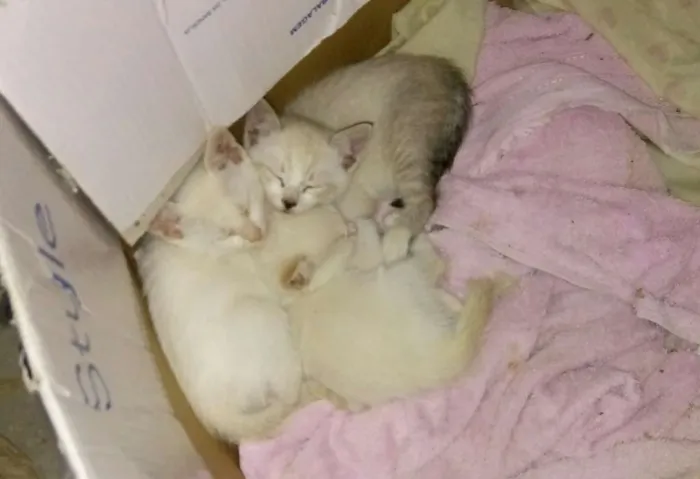 Gato ra a sem raça  idade Abaixo de 2 meses nome rita, dom e dex