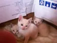 rita, dom e dex