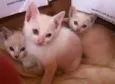 rita, dom e dex