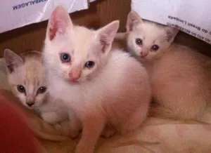 Gato raça sem raça  idade Abaixo de 2 meses nome rita, dom e dex