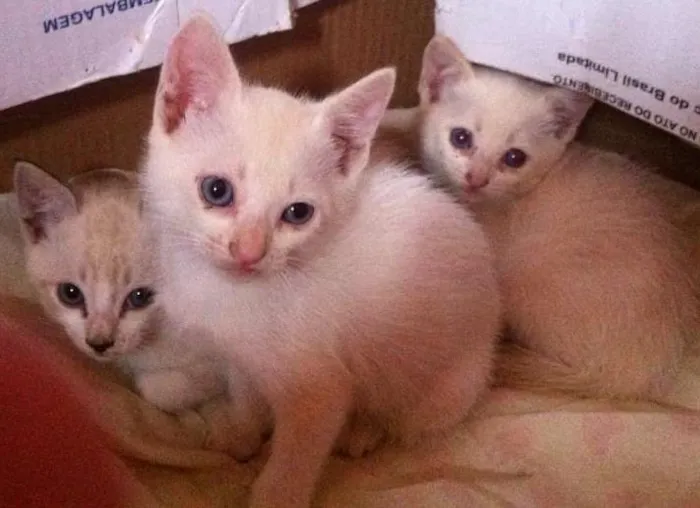 Gato ra a sem raça  idade Abaixo de 2 meses nome rita, dom e dex