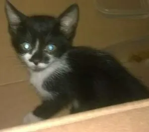 Gato raça Indefinida idade Abaixo de 2 meses nome Frajolinha