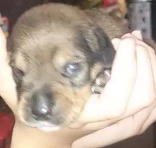 Cachorro ra a Poodle com salsicha idade Abaixo de 2 meses nome Sem nome
