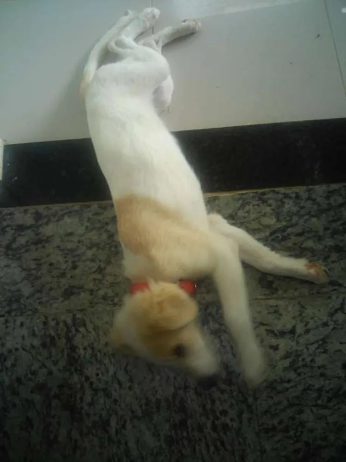 Cachorro ra a Golden Retriver  idade 2 a 6 meses nome Laika 