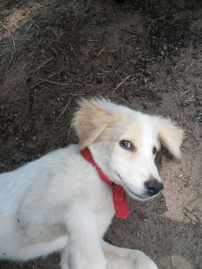 Cachorro ra a Golden Retriver  idade 2 a 6 meses nome Laika 