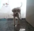 Laika 