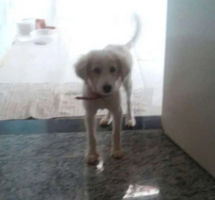 Cachorro ra a Golden Retriver  idade 2 a 6 meses nome Laika 