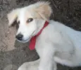Laika 