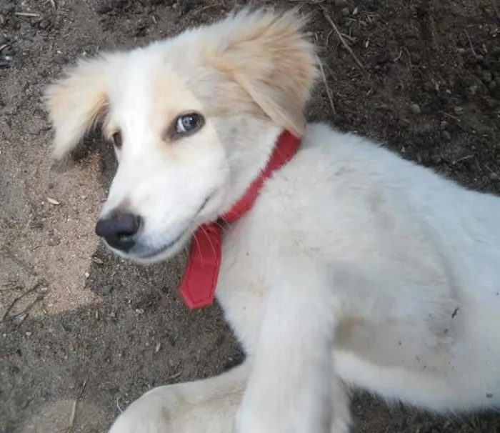 Cachorro ra a Golden Retriver  idade 2 a 6 meses nome Laika 