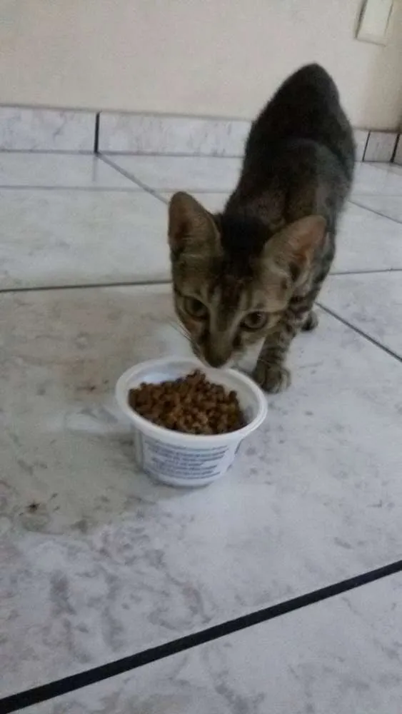 Gato raça  idade 2 a 6 meses nome Sem nome ainda