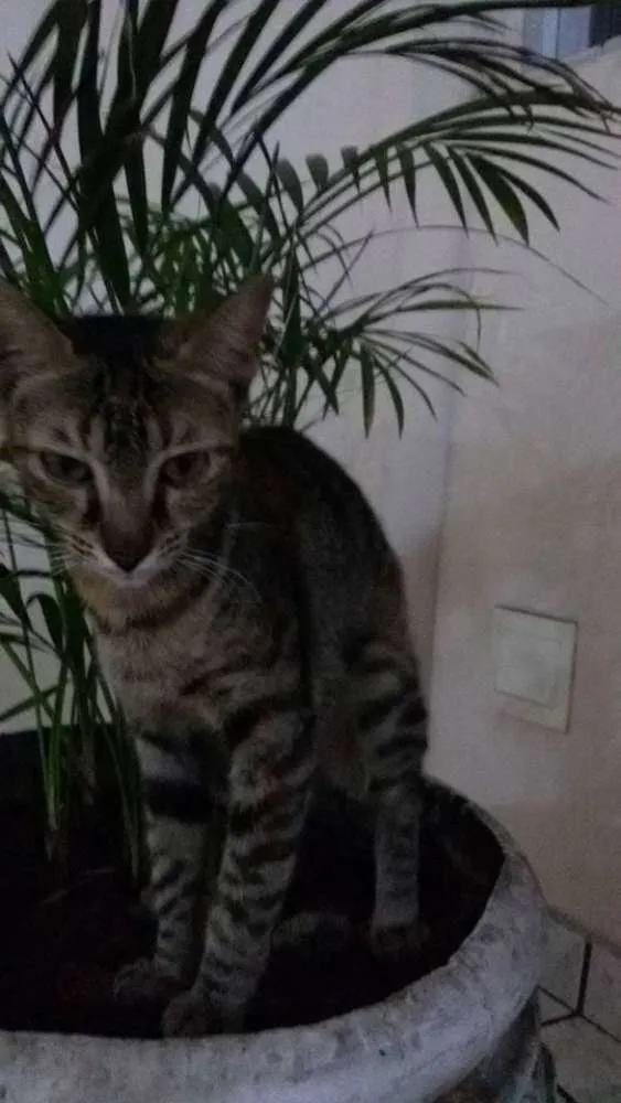 Gato raça  idade 2 a 6 meses nome Sem nome ainda