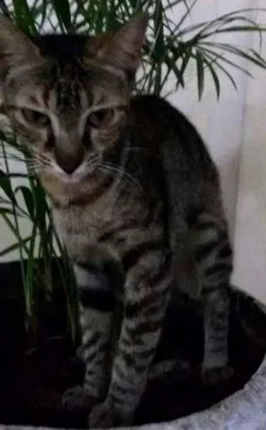 Gato raça  idade 2 a 6 meses nome Sem nome ainda
