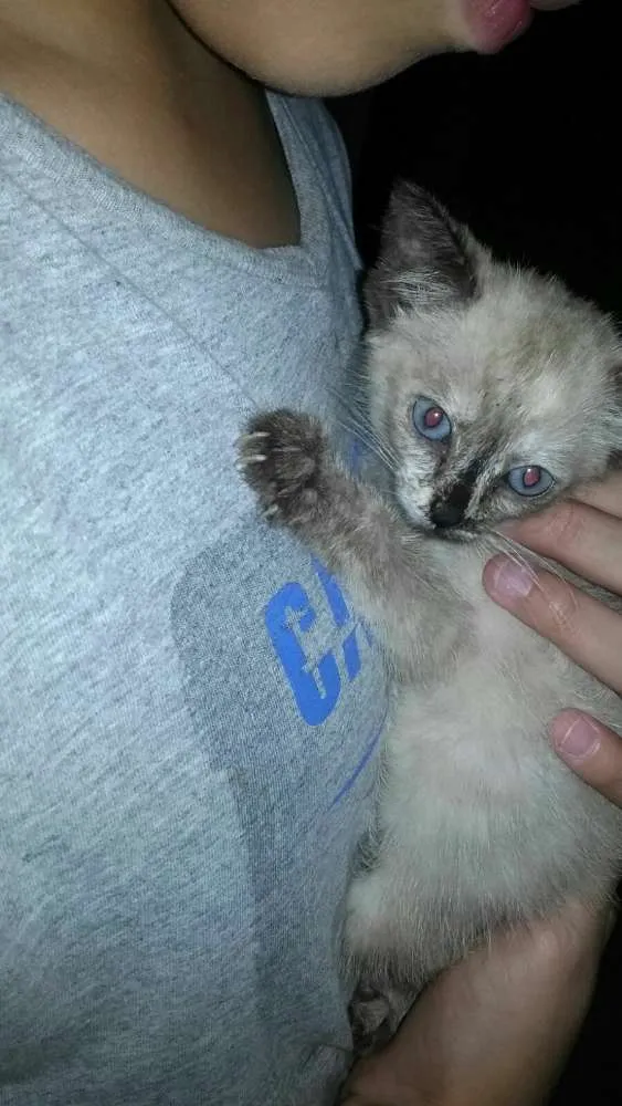 Gato ra a vira lata idade Abaixo de 2 meses nome sem nome 