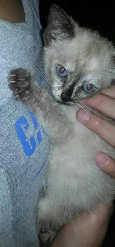 Gato ra a vira lata idade Abaixo de 2 meses nome sem nome 